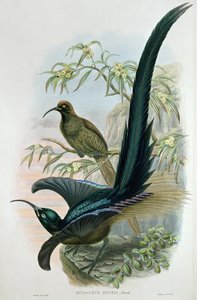 Epimachus Meyeri by William Hart
