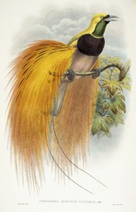 Paradisea Augustae Victoriae, 1891-1898 by William Hart
