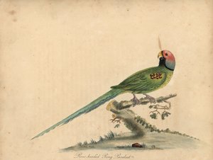 Blossom-headed parakeet, Psittacula roseata (Rose-headed ring parrakeet) by William Hayes