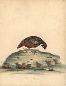 Blue Breasted Quail, Coturnix Chinensis. Handcoloured Copperplate Engraving from Portraits of Rare and Curious Birds from the Menagery of Osterly Park by William Hayes