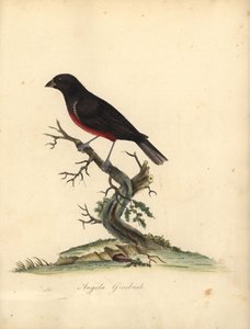 Chestnut-Bellied Seed-Finch, Oryzoborus Angolensis. Handcoloured Copperplate Engraving of an Illustration by William Hayes from Portraits of Rare and Curious Birds from the Menagery of Osterly Park by William Hayes