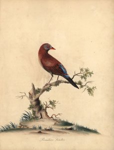 Common Grenadier, Uraeginthus Granatinus, Native to Africa. Handcoloured Copperplate Engraving of an Illustration by William Hayes from Portraits of Rare and Curious Birds from the Menagery of Osterly Park by William Hayes