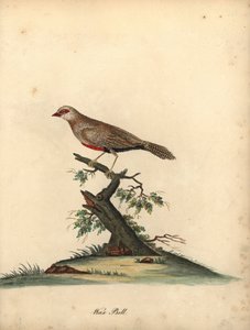Common Waxbill, Estrilda Astrild. Handcoloured Copperplate Engraving from Portraits of Rare and Curious Birds from the Menagery of Osterly Park by William Hayes