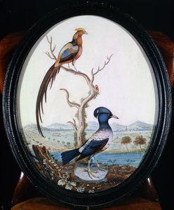 Golden Pheasant and Jay