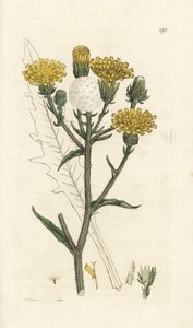 Hawkweed ox-tongue, Picris hieracioides. Handcoloured copperplate engraving by James Sowerby from James Smith