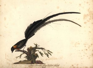 Long-tailed Paradise Whydah, Vidua paradisaea, Male. Handcoloured Copperplate Engraving of an Illustration by William Hayes from Portraits of Rare and Curious Birds from the Menagery of Osterly Park by William Hayes