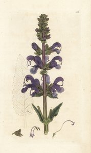 Meadow Clary, Salvia Pratensis