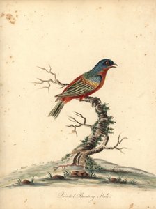 Painted Bunting, Passerina Ciris, Male. Handcoloured Copperplate Engraving of an Illustration by William Hayes from Portraits of Rare and Curious Birds from the Menagery of Osterly Park by William Hayes