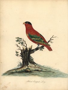 Pure-Naped Lory, Lorius Domicella. Handcoloured Copperplate Engraving of an Illustration by William Hayes from Portraits of Rare and Curious Birds from the Menagery of Osterly Park by William Hayes