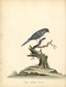 Red-cheeked Cordonbleu, Uraeginthus Bengalus. Handcoloured Copperplate Engraving from Portraits of Rare and Curious Birds from the Menagery of Osterly Park by William Hayes