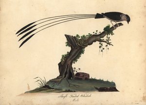 Shaft-tailed whydah, Vidua regia. Handcoloured copperplate engraving of an illustration by William Hayes and his daughter Matilda from Portraits of Rare and Curious Birds from the Menagery of Osterly Park, London by William Hayes