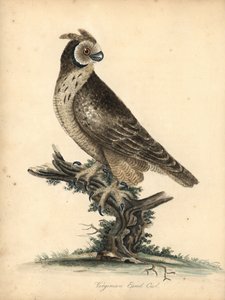 Short-eared Owl, Asio flammeus. Handcoloured Copperplate Engraving of an Illustration by William Hayes and Matilda Hayes from 