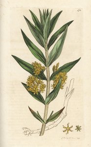 Tufted Loosestrife, Lysimachia Thyrsiflora by William Hayes