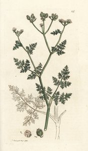 White Lace Flower, Orlaya Grandiflora by William Hayes
