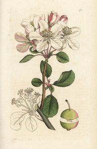Wild Apple or Crabtree, Malus Domestica by William Hayes