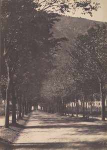 Allée of Trees, Pau
