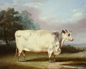 A Prize Cow, 1838 by William Henry Davis
