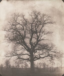 An oak tree in winter, c.1892-93
