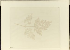 Leaf of a Plant by William Henry Fox Talbot