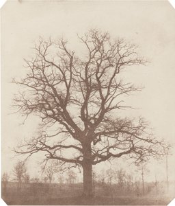 Oak Tree by William Henry Fox Talbot