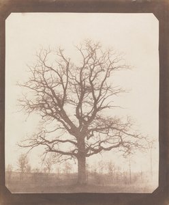 Oak Tree in Winter by William Henry Fox Talbot