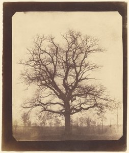 Oak Tree in Winter