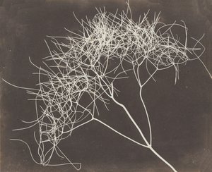 Wild Fennel