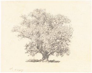 A Tree in Full-Leaf