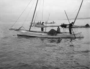Oyster Dredging