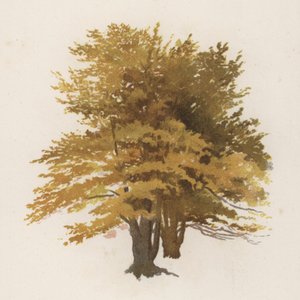 Trees: The Beech by William Henry James (after) Boot