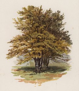 Trees: The Beech by William Henry James (after) Boot