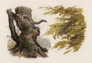 Trees: The Beech by William Henry James (after) Boot
