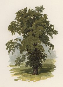 Trees: The Elm by William Henry James (after) Boot