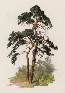 Trees: The Scotch Fir by William Henry James (after) Boot