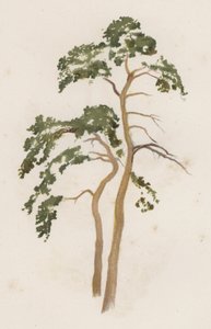 Trees: The Scotch Fir by William Henry James (after) Boot