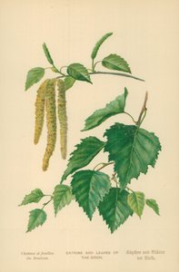 Catkins and Leaves of the Birch