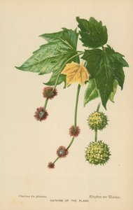 Catkins of the Plane