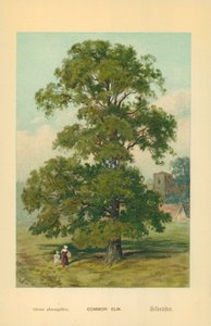 Common Elm