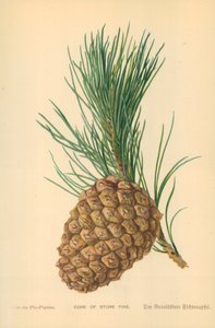 Cone of Stone Pine by William Henry James Boot