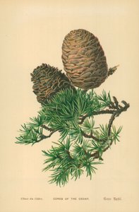 Cones of the Cedar