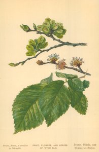 Fruit, Flowers, and Leaves of Wych Elm