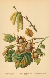 Hazel, Catkins and Fruit
