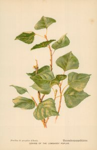 Leaves of the Lombardy Poplar