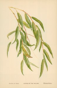 Leaves of the Willow