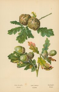 Oak Apple. Acorn