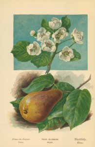 Pear-Blossom. Pear