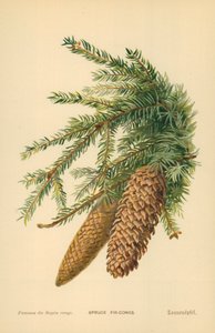 Spruce Fir-Cones by William Henry James Boot