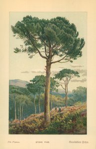 Stone Pine