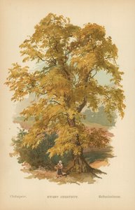 Sweet Chestnut