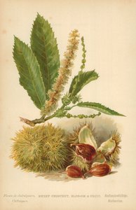 Sweet Chestnut, Blossom and Fruit